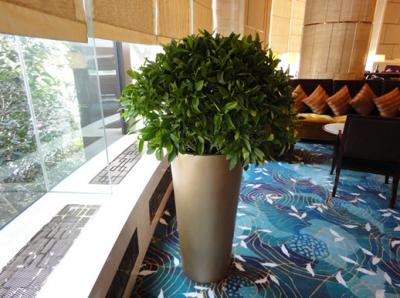 非洲茉莉